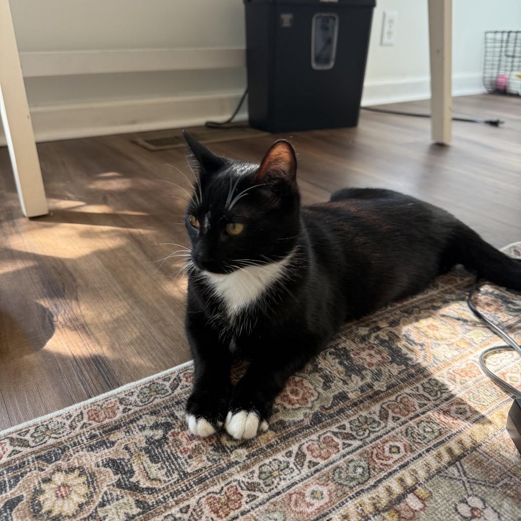 Harvey, a Adoptable Domestic Short Hair in Chattanooga, TN image 2/6