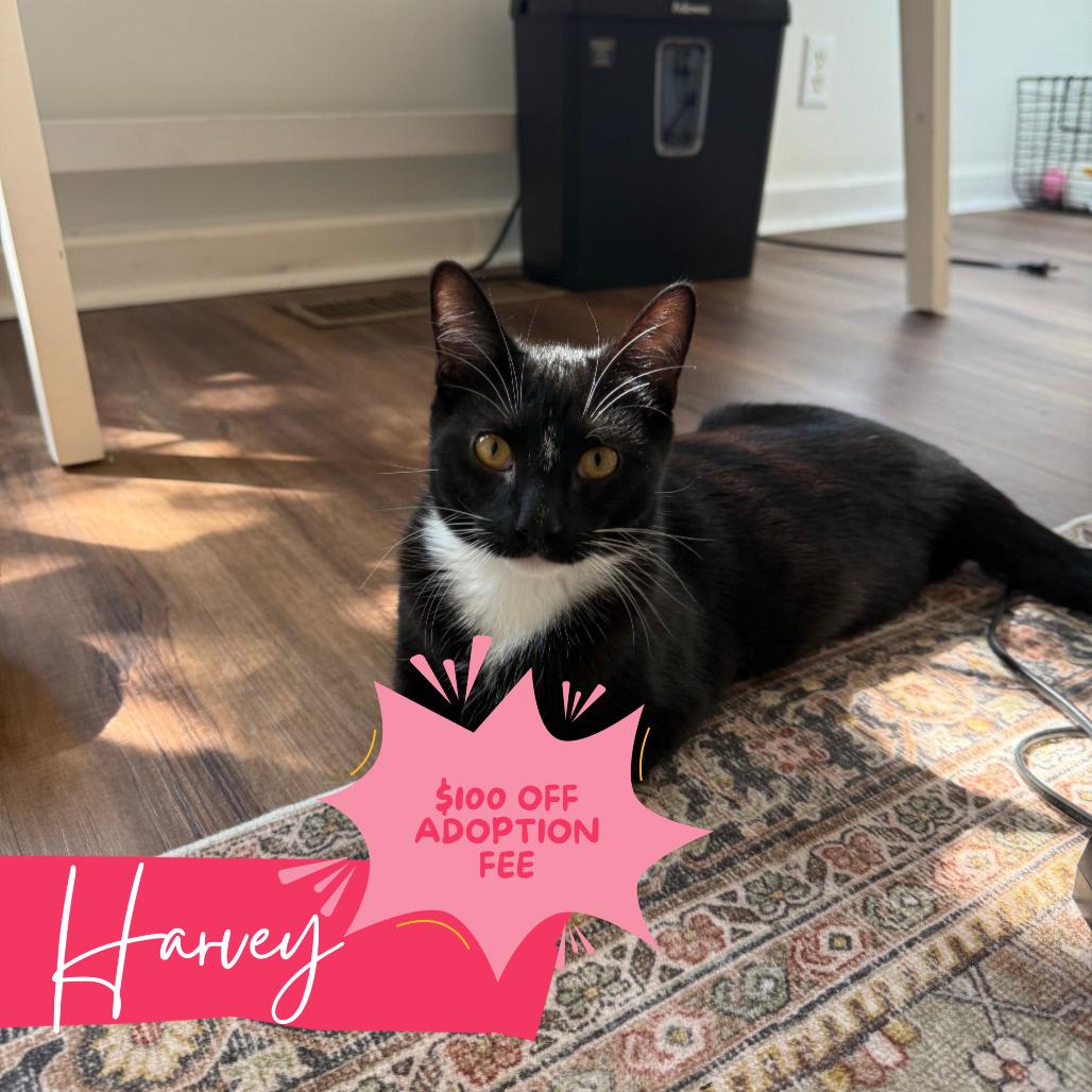 Harvey, Adoptable, Young Male Domestic Short Hair.