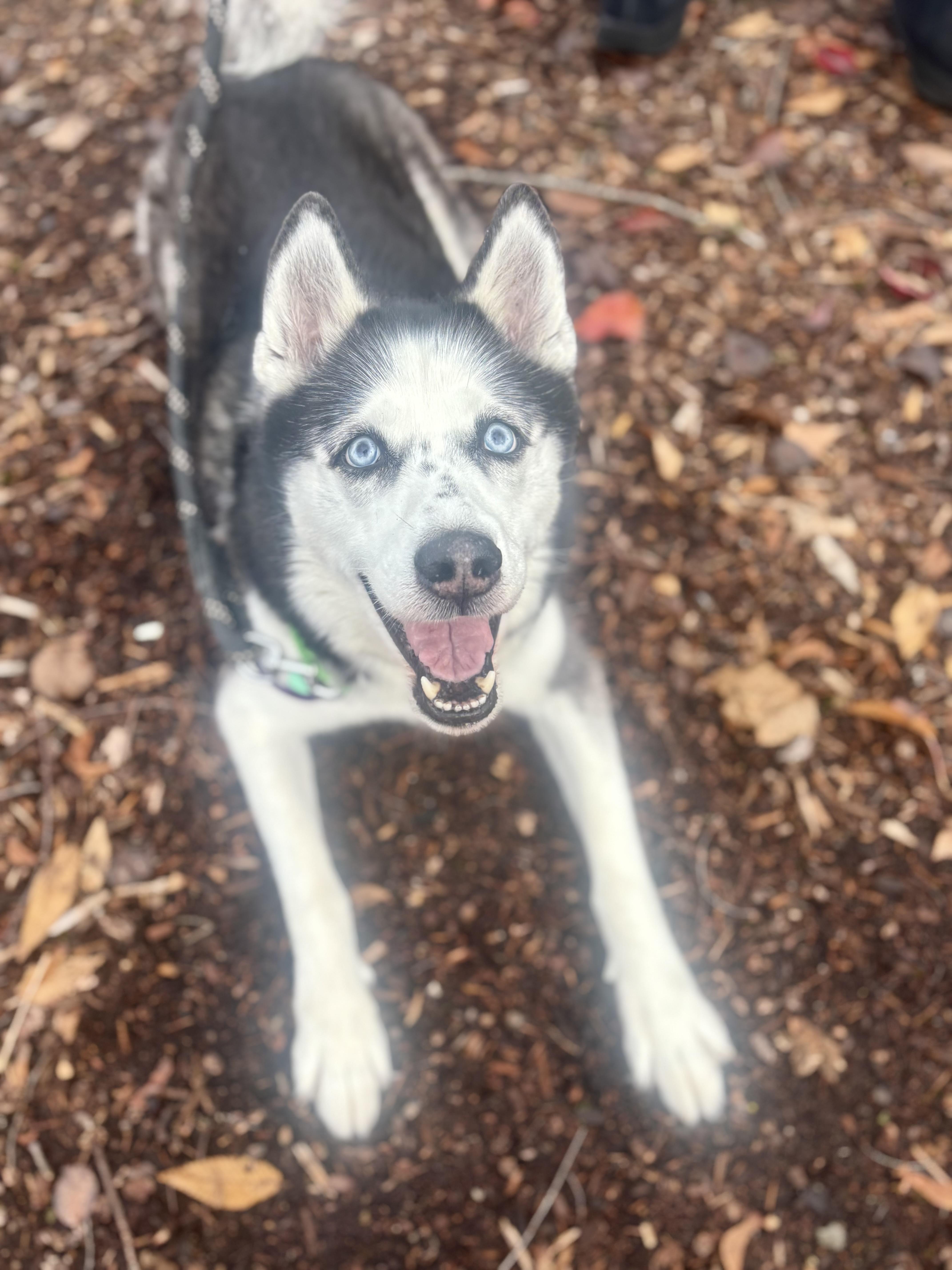 Enlarge Kato, a Adoptable Husky in Portland, OR image 1/1