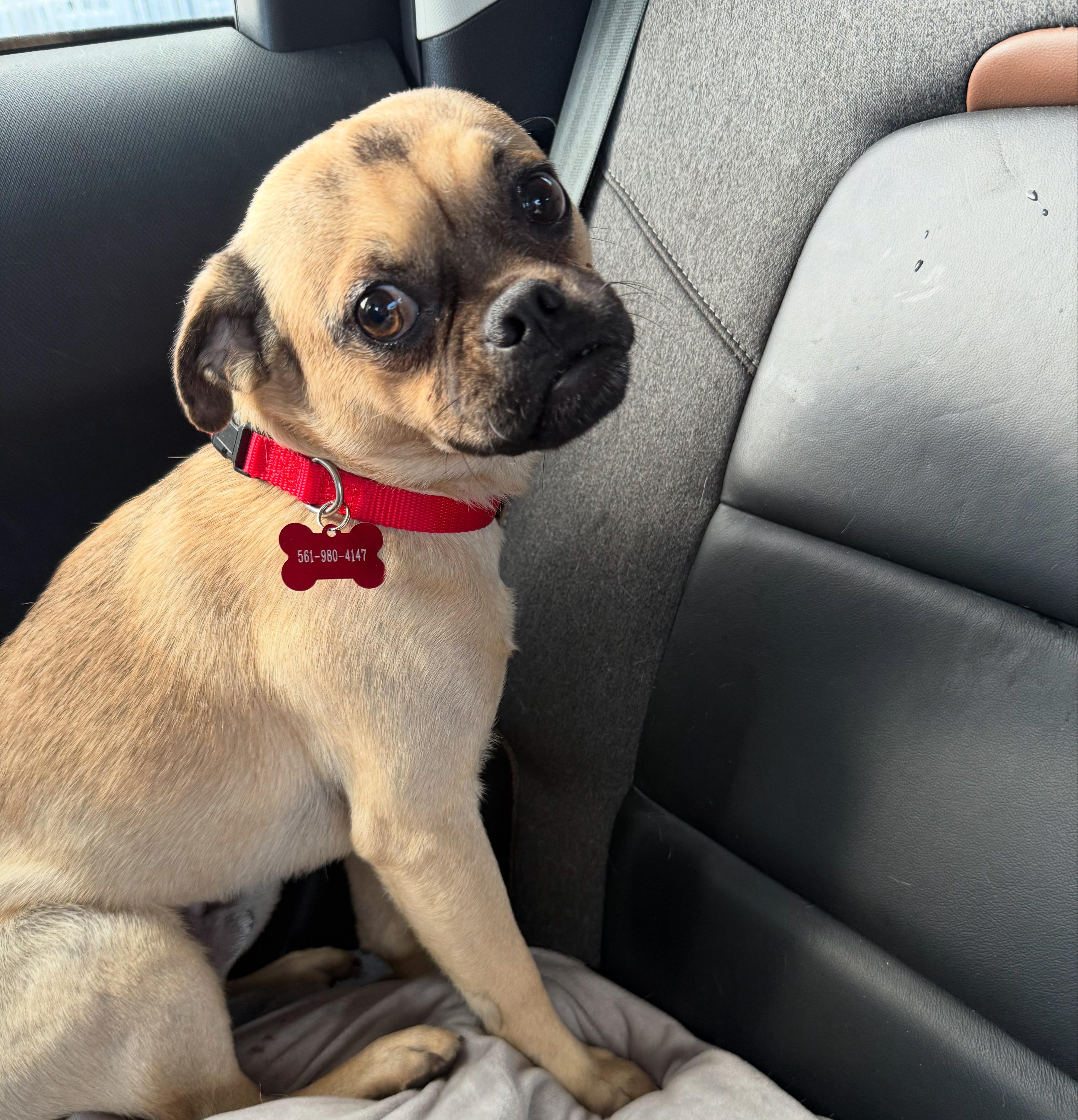 Enlarge Rico, a ADOPTABLE mixed breed in Miami, FL image 1/1