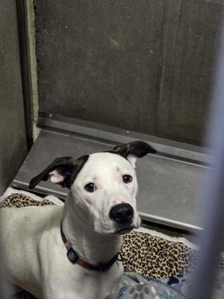 Enlarge Camo, a Adoptable mixed breed in Moses Lake, WA image 1/2