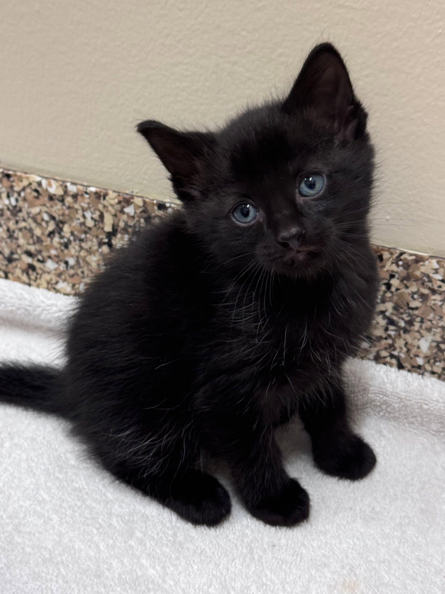 Saint Laurent, ADOPTABLE, Kitten Male Domestic Short Hair.