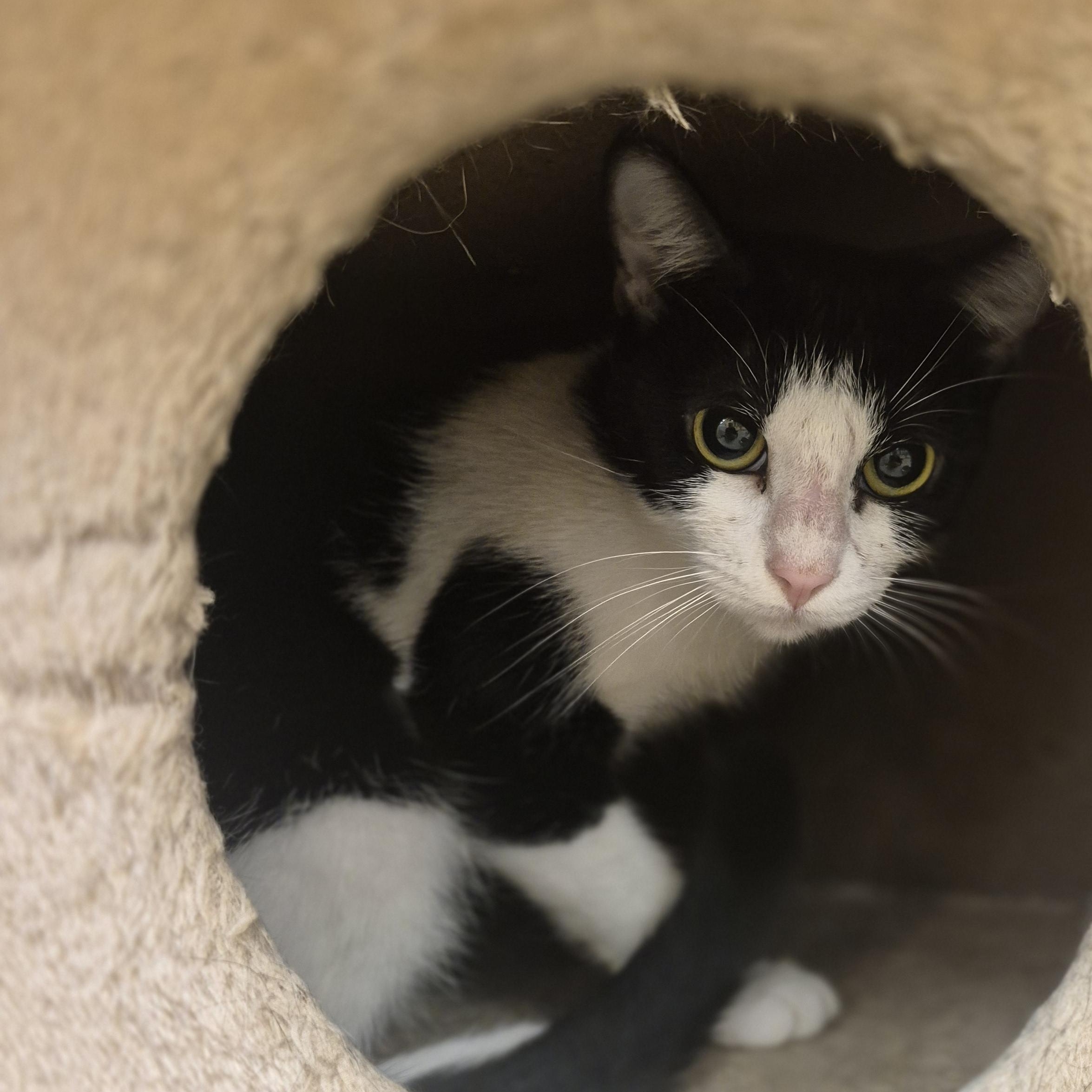 Enlarge Anca, a Adoptable Domestic Short Hair in Schertz, TX image 2/3