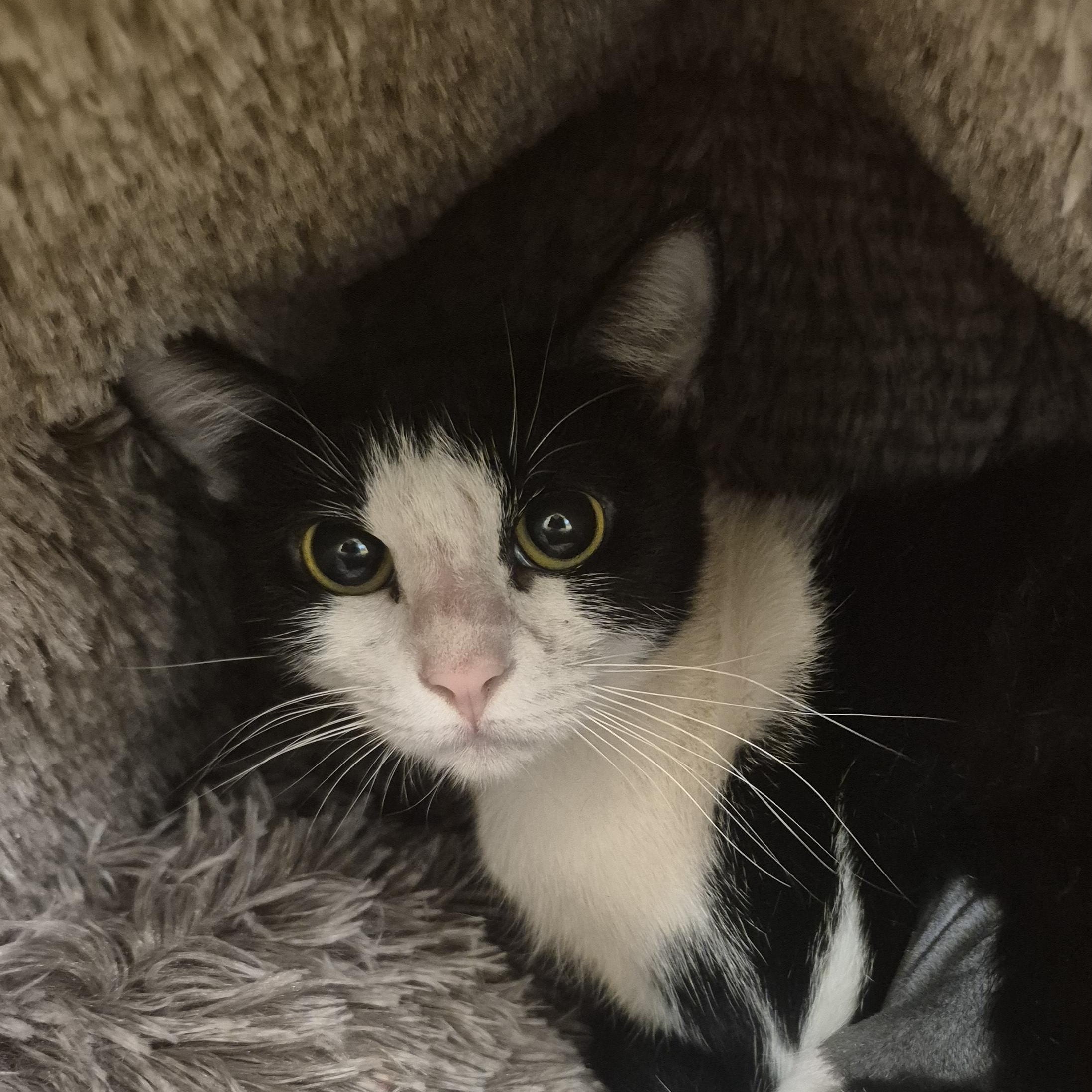 Enlarge Anca, a Adoptable Domestic Short Hair in Schertz, TX image 3/3