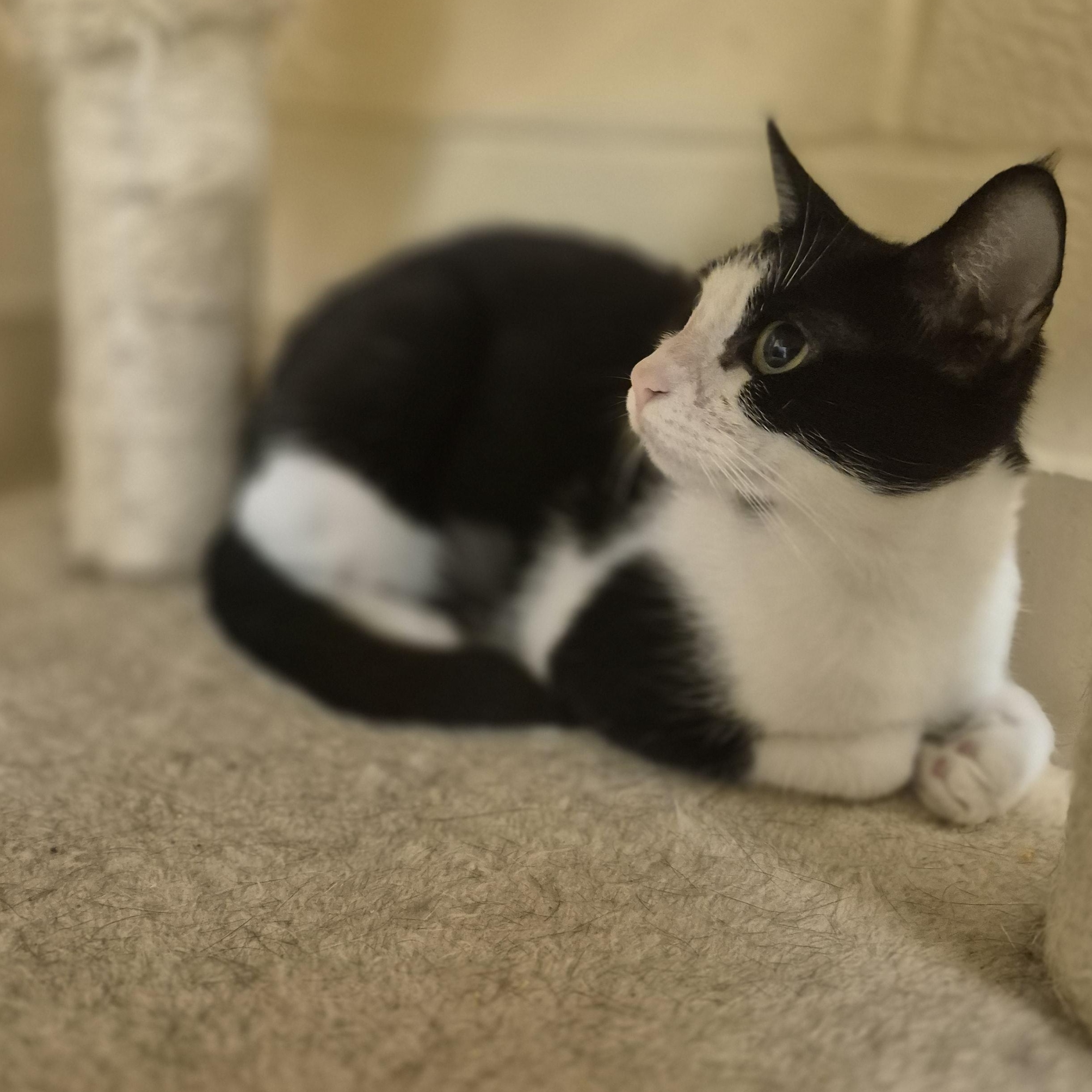 Anca, Adoptable, Young Female Domestic Short Hair.