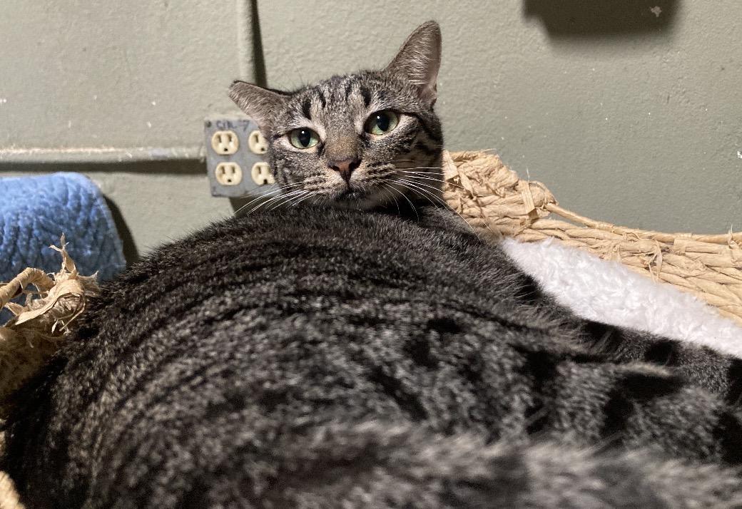 Cappy , adopted, Adult Male American Shorthair & Bengal.