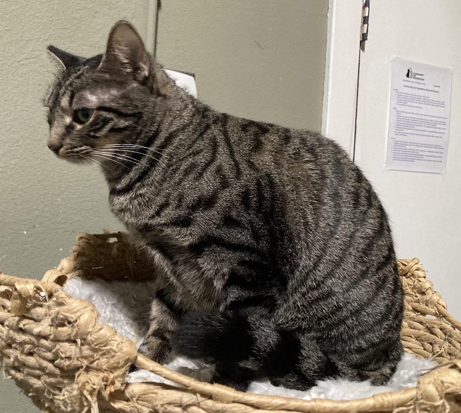 Enlarge Cappy , an adopted mixed breed in San Diego, CA image 3/4