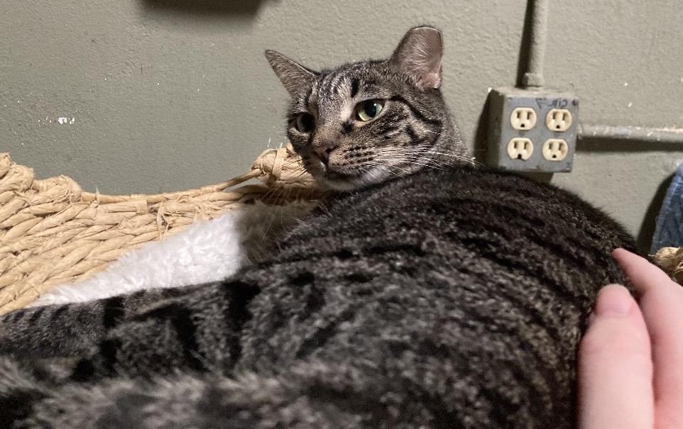 Enlarge Cappy , an adopted mixed breed in San Diego, CA image 4/4