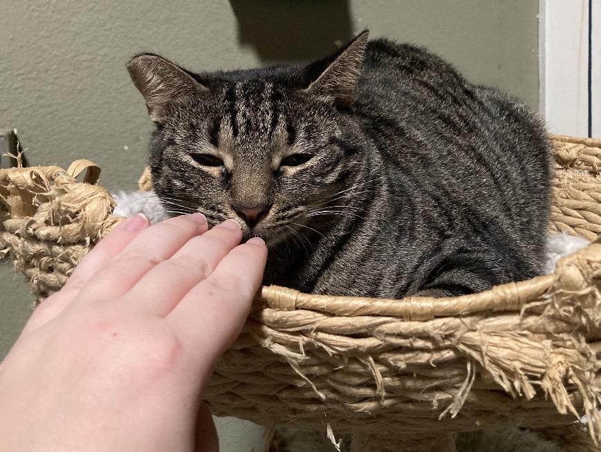 Enlarge Cappy , an adopted mixed breed in San Diego, CA image 2/4