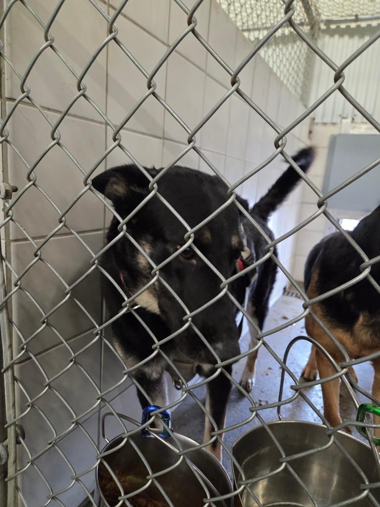 Enlarge Delilah, a Adoptable German Shepherd Dog in Rock Springs, WY image 1/2