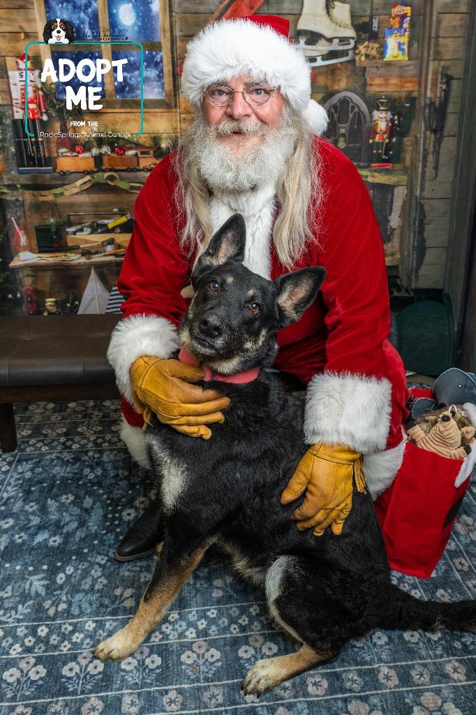 Enlarge Delilah, a Adoptable German Shepherd Dog in Rock Springs, WY image 2/2