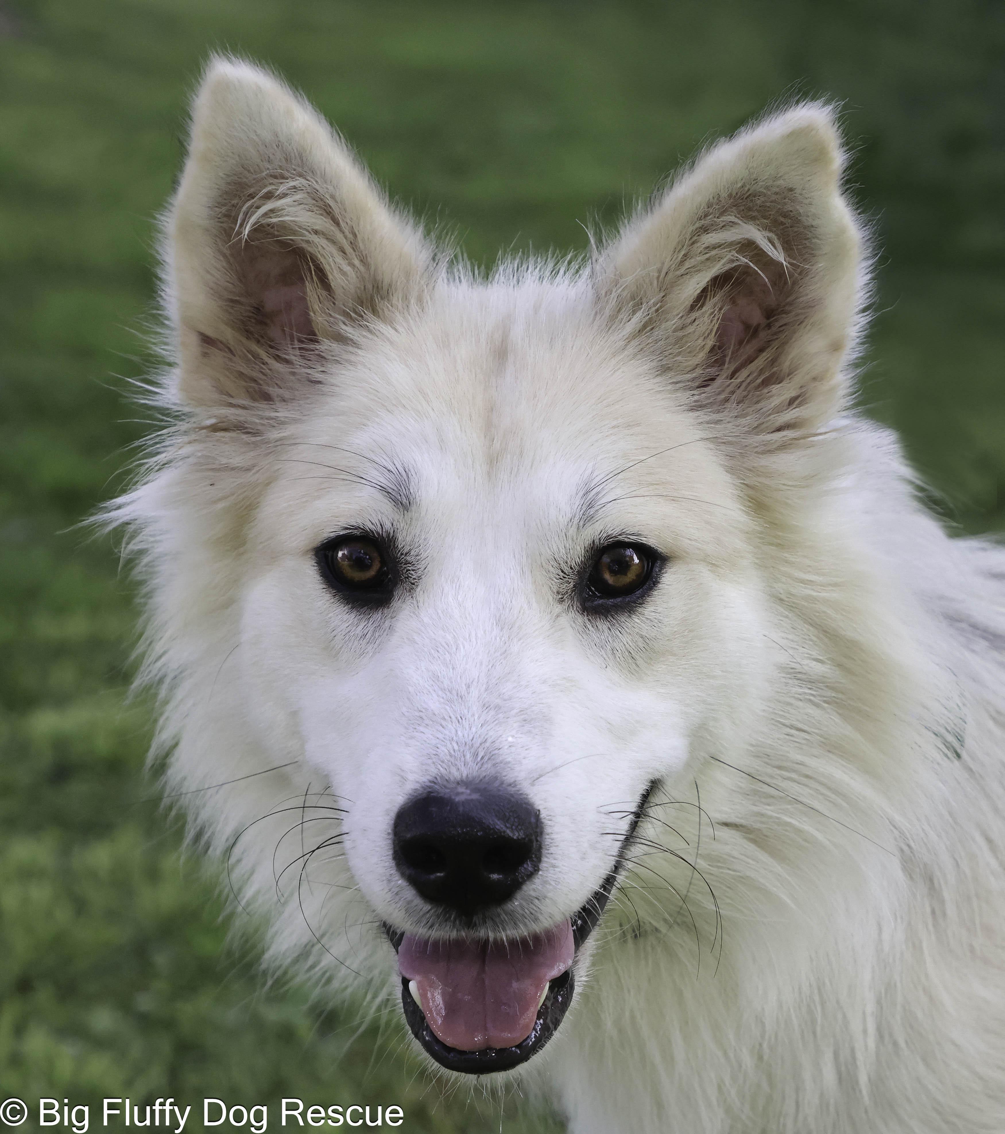 Dog for adoption - Wiley, a Border Collie Mix in Elkridge, MD | Petfinder