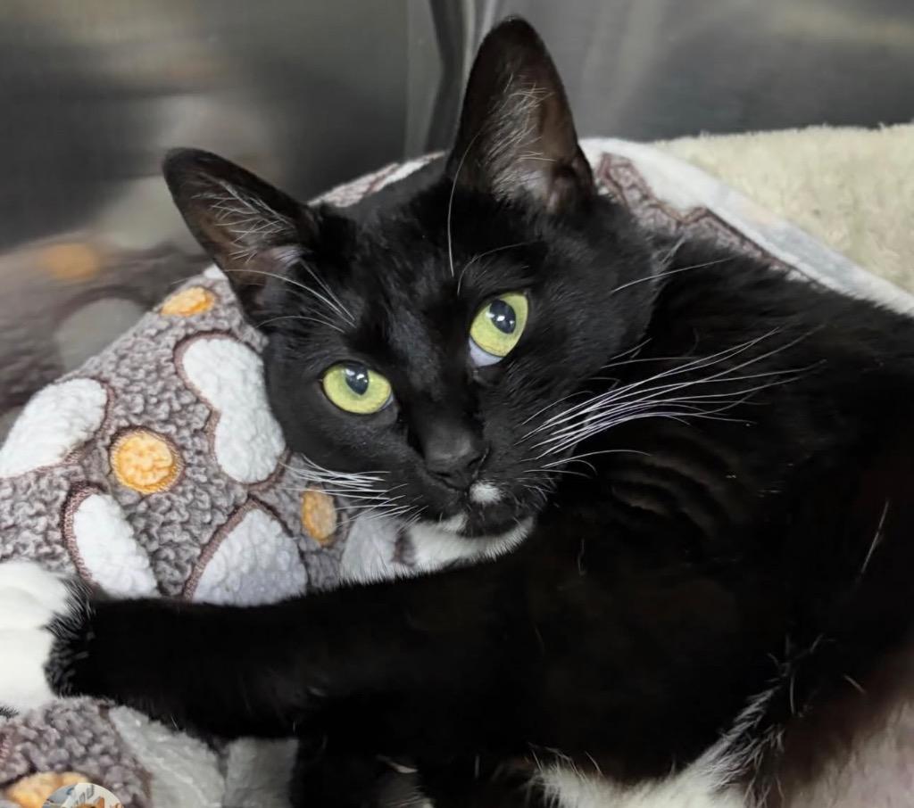 Enlarge Stormy, a Adoptable mixed breed in Newberg, OR image 1/3