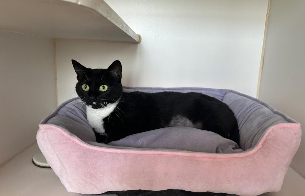 Enlarge Stormy, a Adoptable mixed breed in Newberg, OR image 3/3