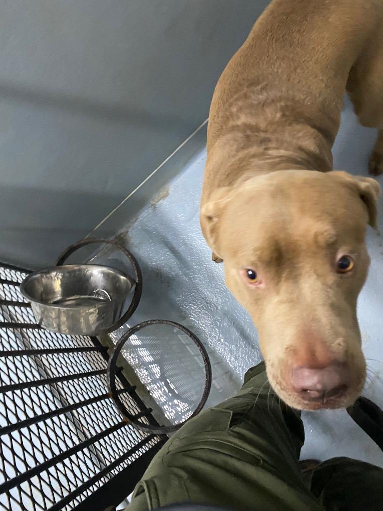 Bane, Adoptable, Adult Male Mixed Breed.