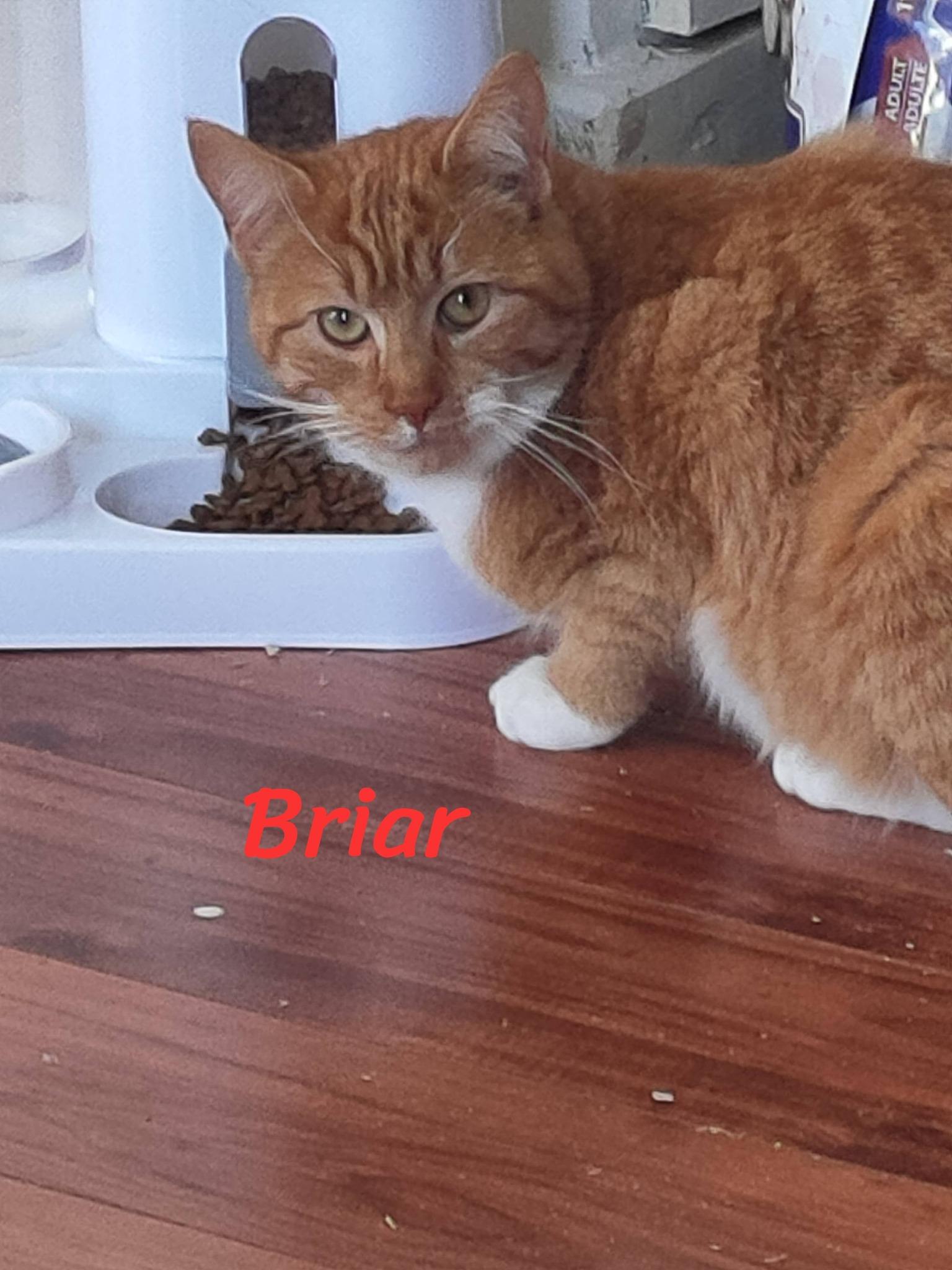 Enlarge Briar, an adopted Domestic Short Hair in Spencerville, ON image 3/5