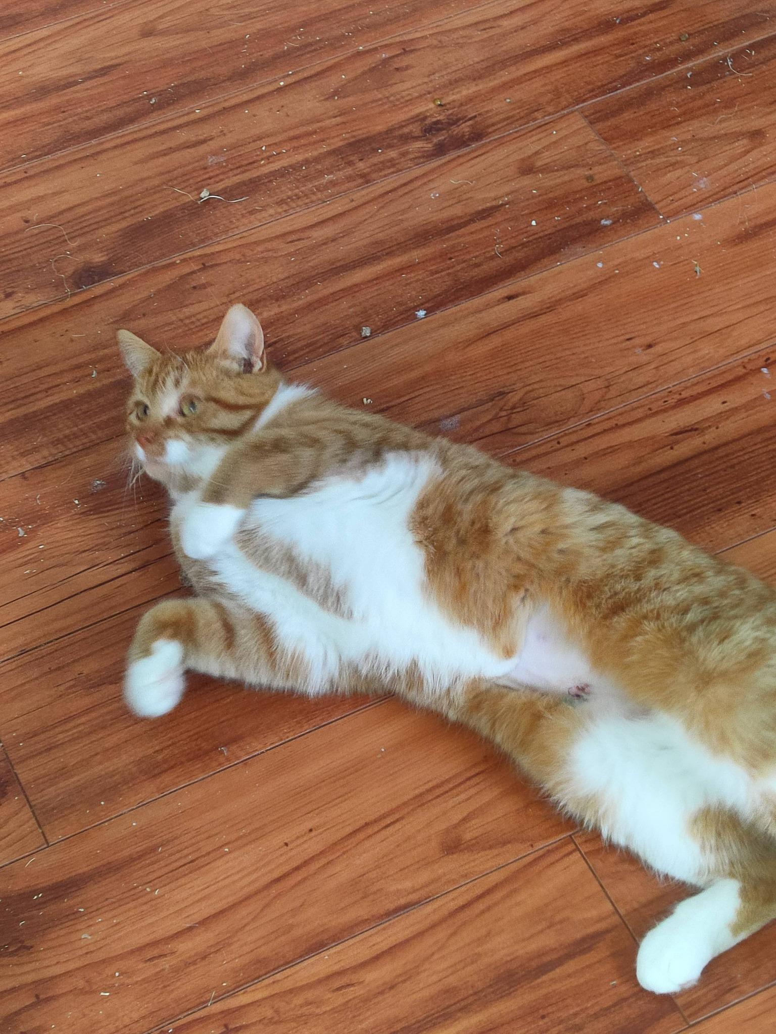 Enlarge Briar, an adopted Domestic Short Hair in Spencerville, ON image 4/5