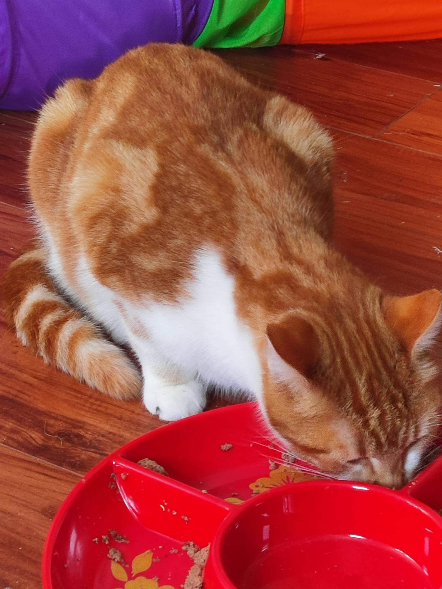 Enlarge Briar, an adopted Domestic Short Hair in Spencerville, ON image 2/5