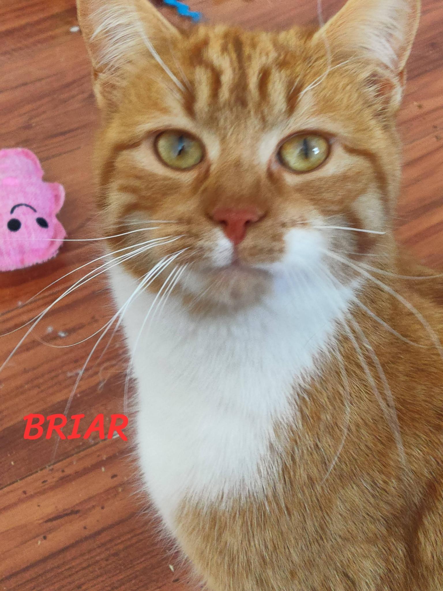 Briar, adopted, Young Female Domestic Short Hair.