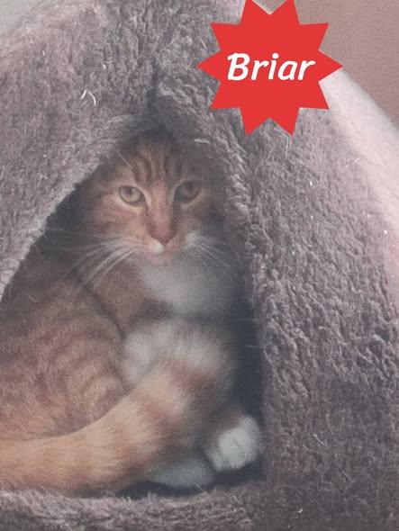 Enlarge Briar, an adopted Domestic Short Hair in Spencerville, ON image 5/5