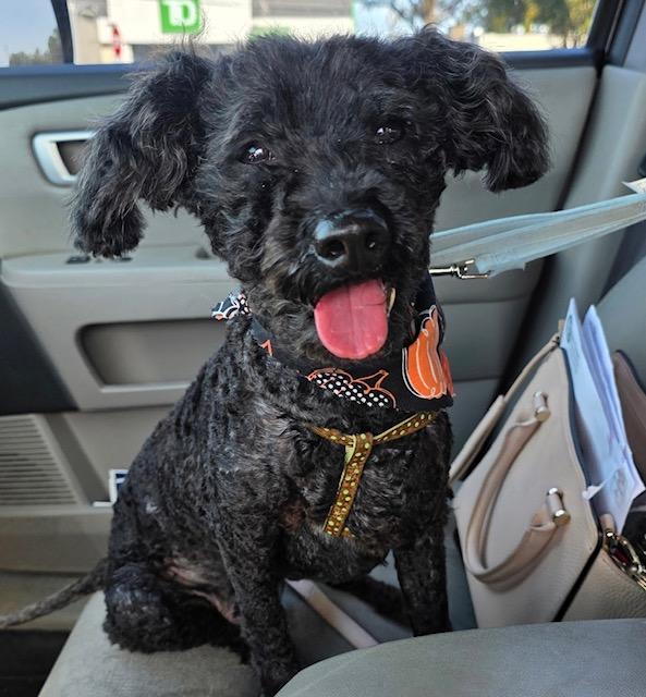 Winston, adoptable, Adult Male Poodle.