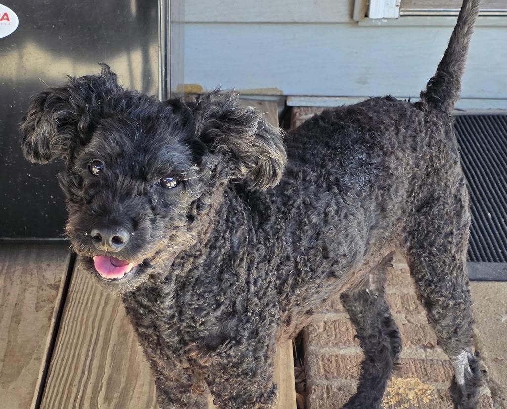 Enlarge Winston, an adoptable Poodle in Irmo, SC image 2/2