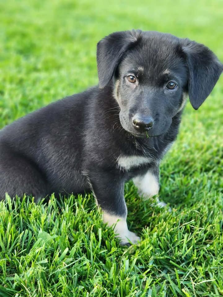 Joui Wine “Joy”, Adopted, Puppy Female German Shepherd Dog.