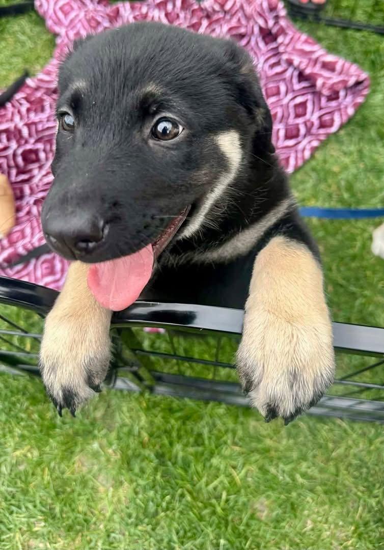 Enlarge Joui Wine “Joy”, a Adopted German Shepherd Dog in Germantown, OH image 2/3