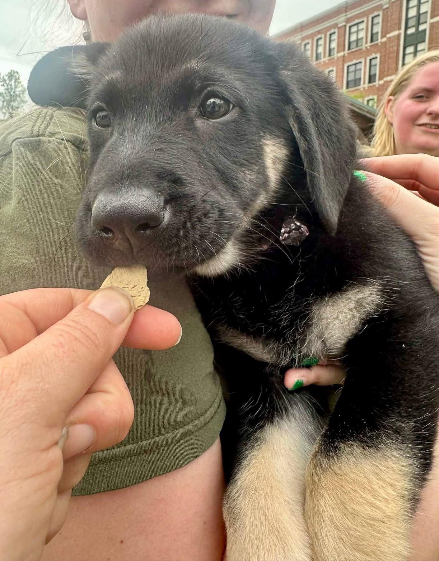 Enlarge Joui Wine “Joy”, a Adopted German Shepherd Dog in Germantown, OH image 3/3