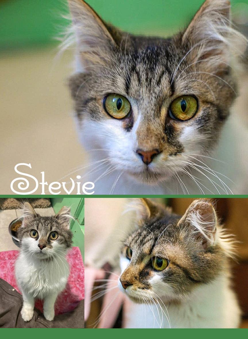 Stevie, Adopted, Young Male Domestic Medium Hair & Tabby.