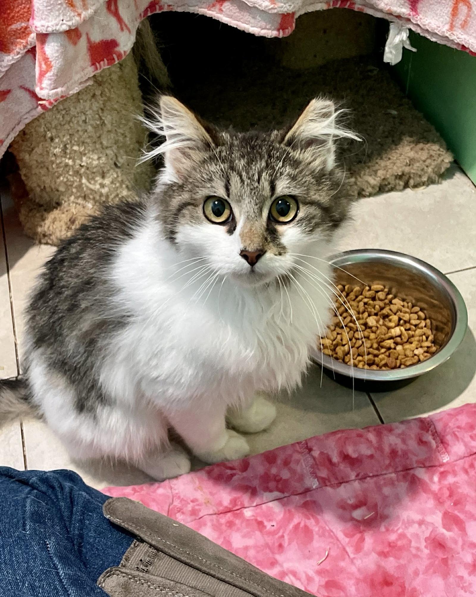Enlarge Stevie, a Adopted mixed breed in Flint Hill, VA image 3/3