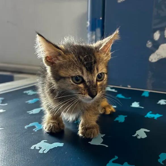 Fable, Adoptable, Kitten Female Domestic Short Hair.