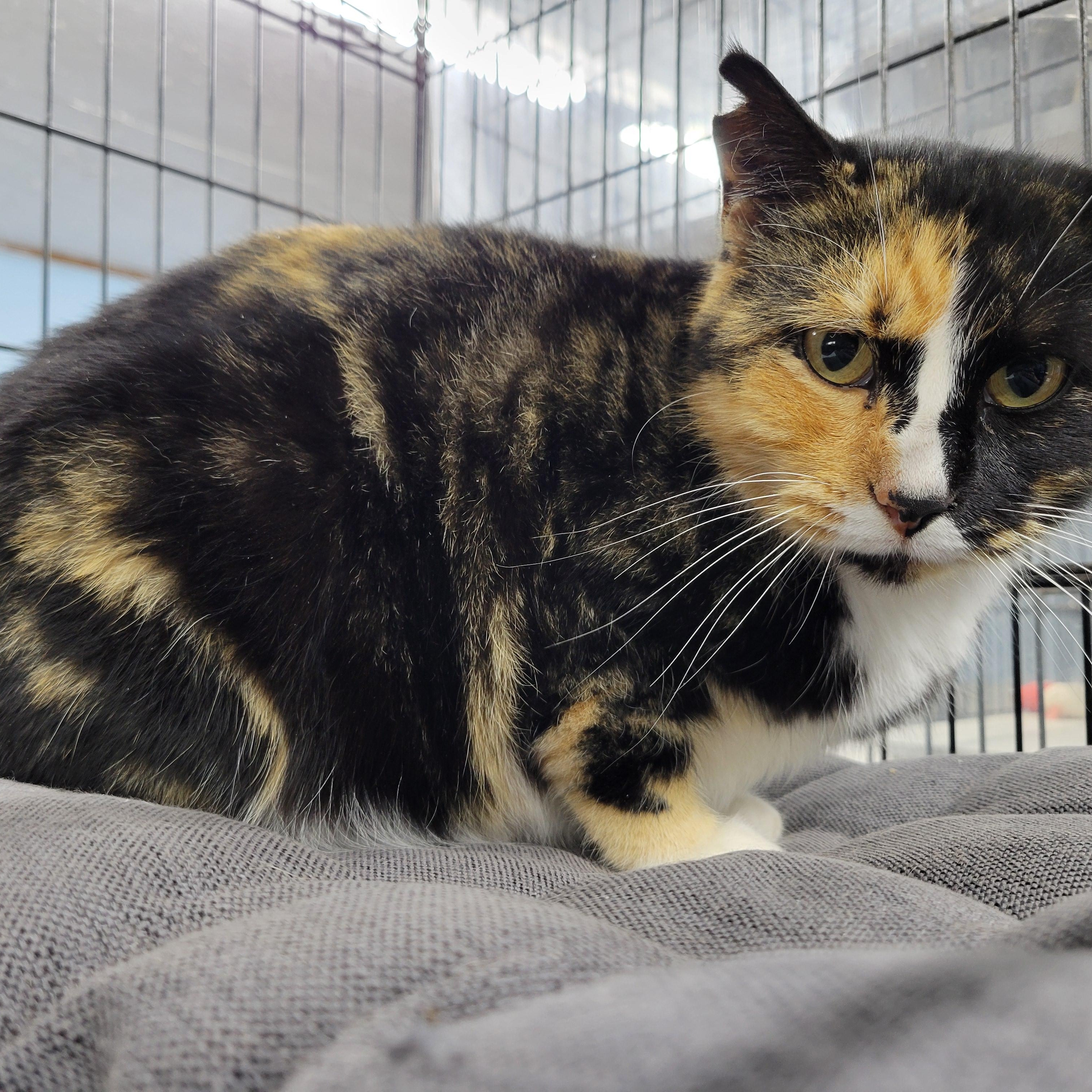 Molly, a ADOPTABLE Domestic Short Hair in Clarinda, IA image 4/4