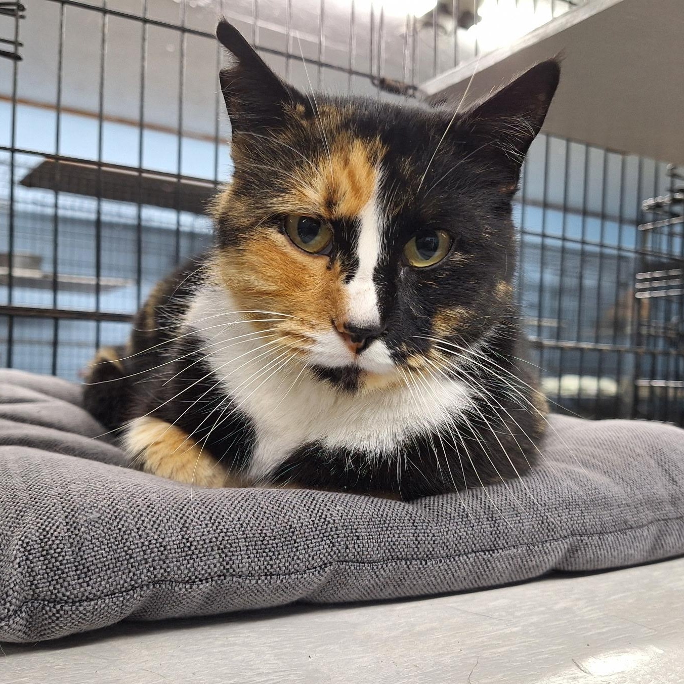 Molly, a ADOPTABLE Domestic Short Hair in Clarinda, IA image 3/4