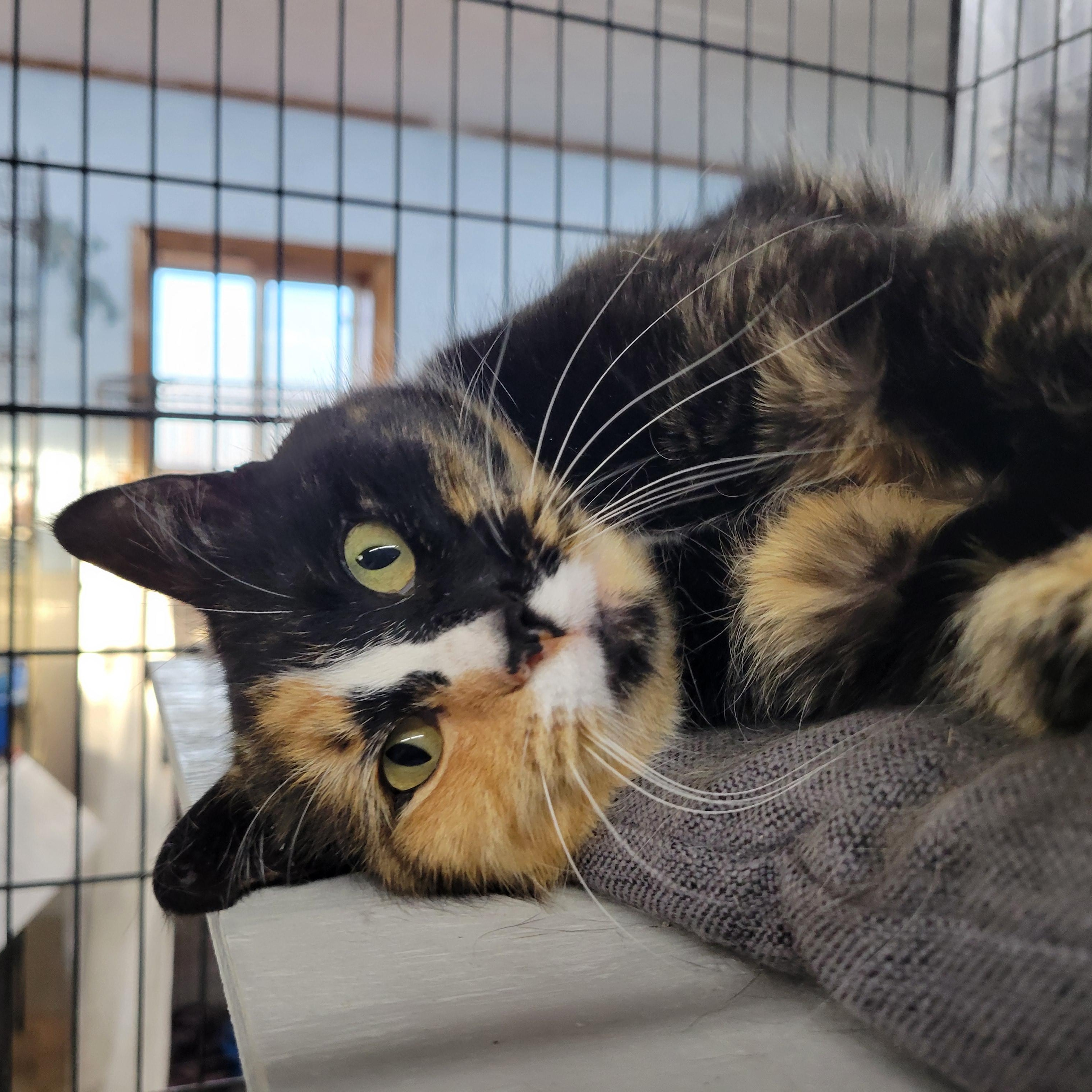 Molly, a ADOPTABLE Domestic Short Hair in Clarinda, IA image 2/4