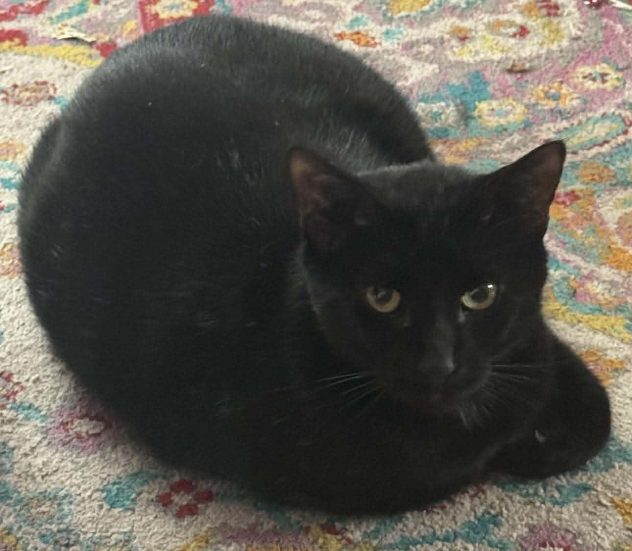 Splat, Adoptable, Adult Male American Shorthair.