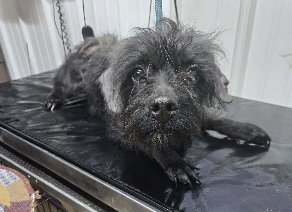 Harper, Adoptable, Young Female Terrier.