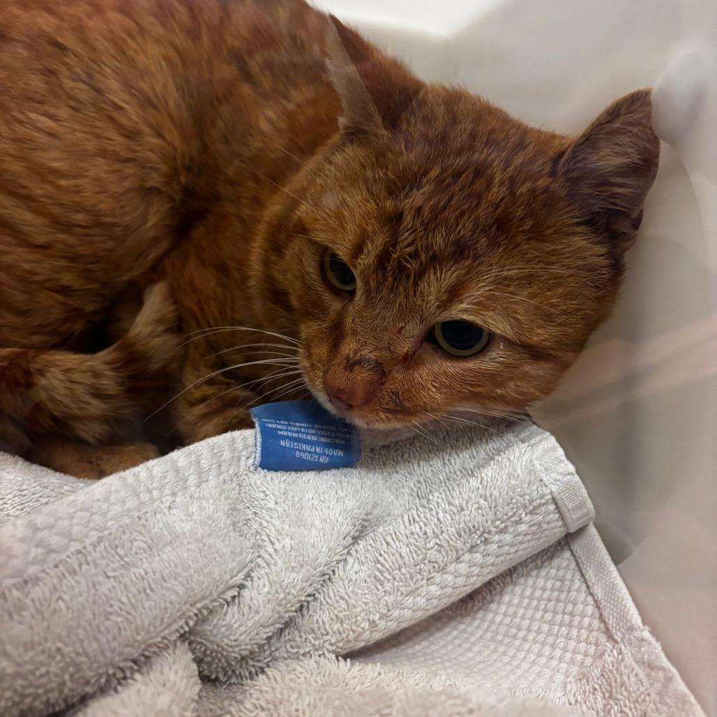 Seymour- Rodent responder, adoption fees waived!