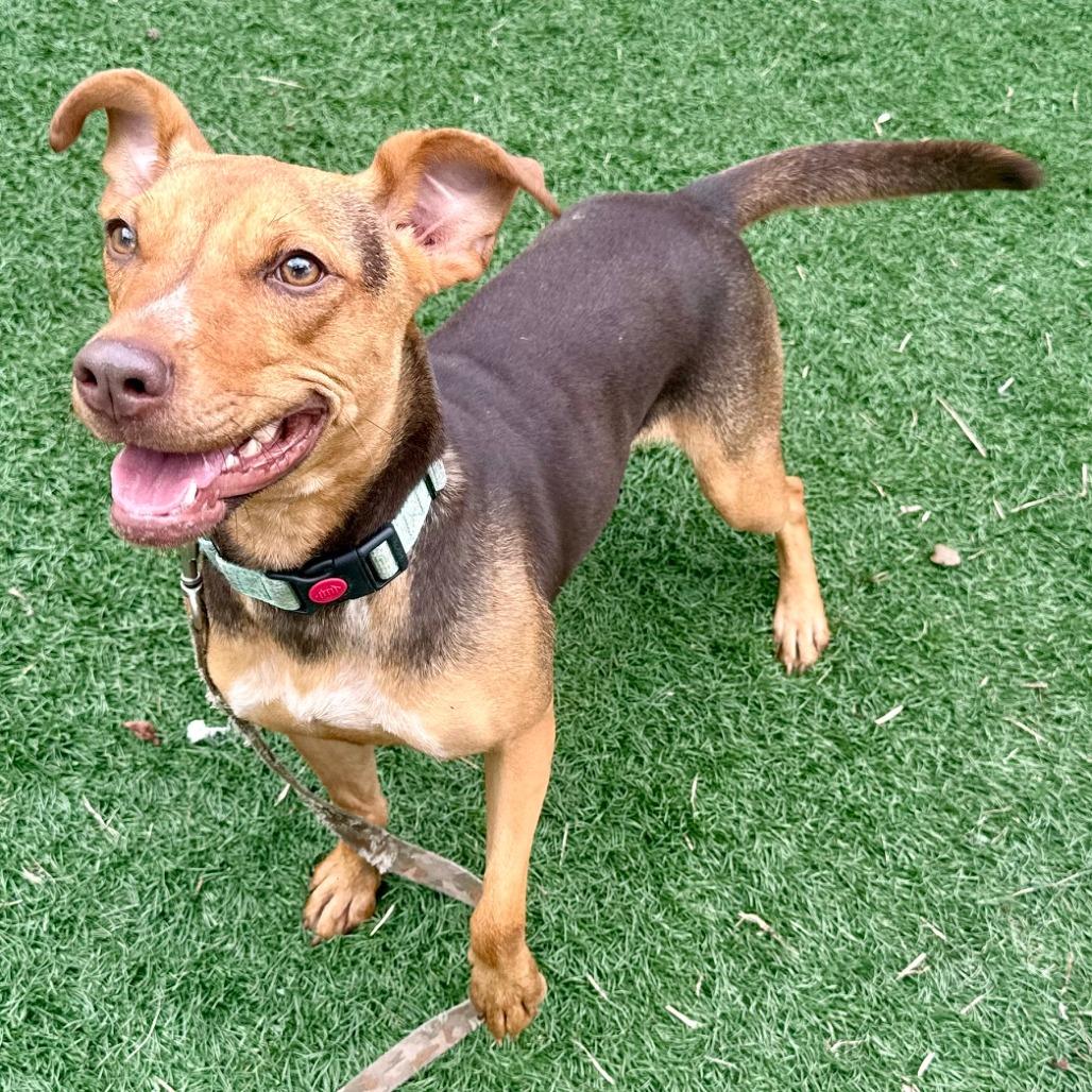Enlarge Magnolia, a Adoptable Mixed Breed in Bennettsville, SC image 1/1