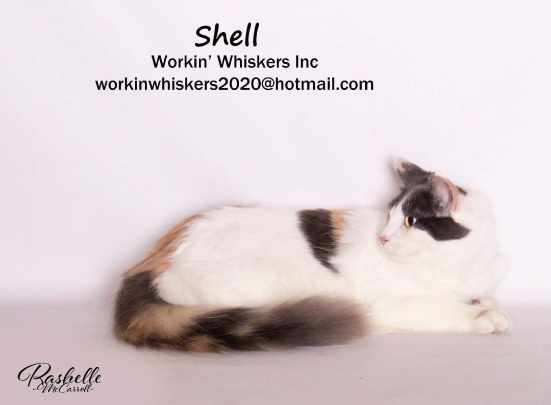 SHELL, a Adoptable mixed breed in HEMET, CA image 1/6