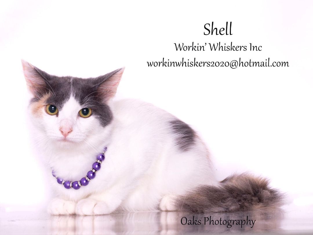 SHELL, a Adoptable mixed breed in HEMET, CA image 5/6