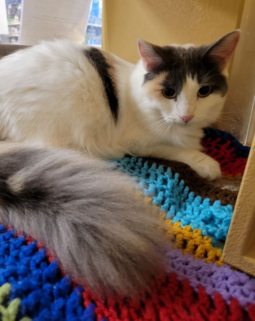 SHELL, a Adoptable mixed breed in HEMET, CA image 3/6