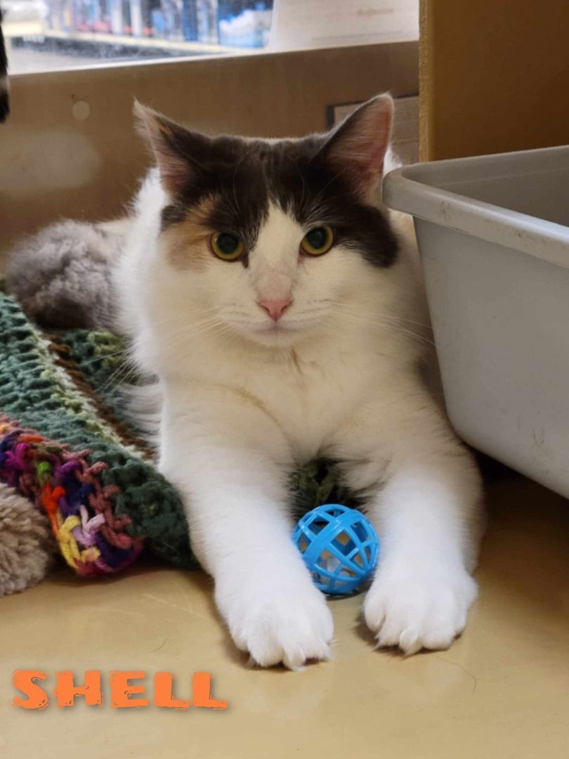 SHELL, a Adoptable mixed breed in HEMET, CA image 4/6