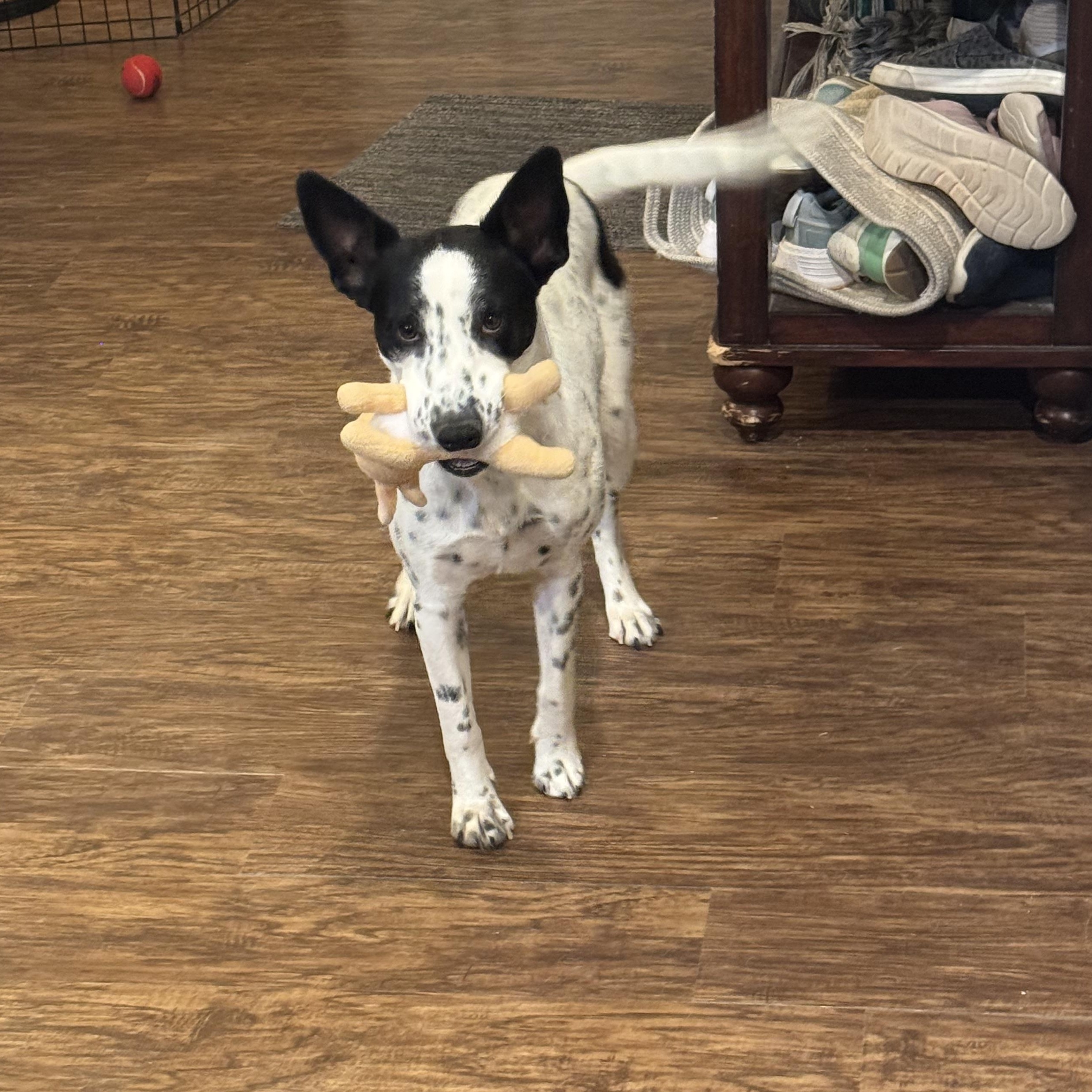 Penelope, an adoptable Australian Cattle Dog / Blue Heeler in Tonopah, AZ, 85354 | Photo Image 1