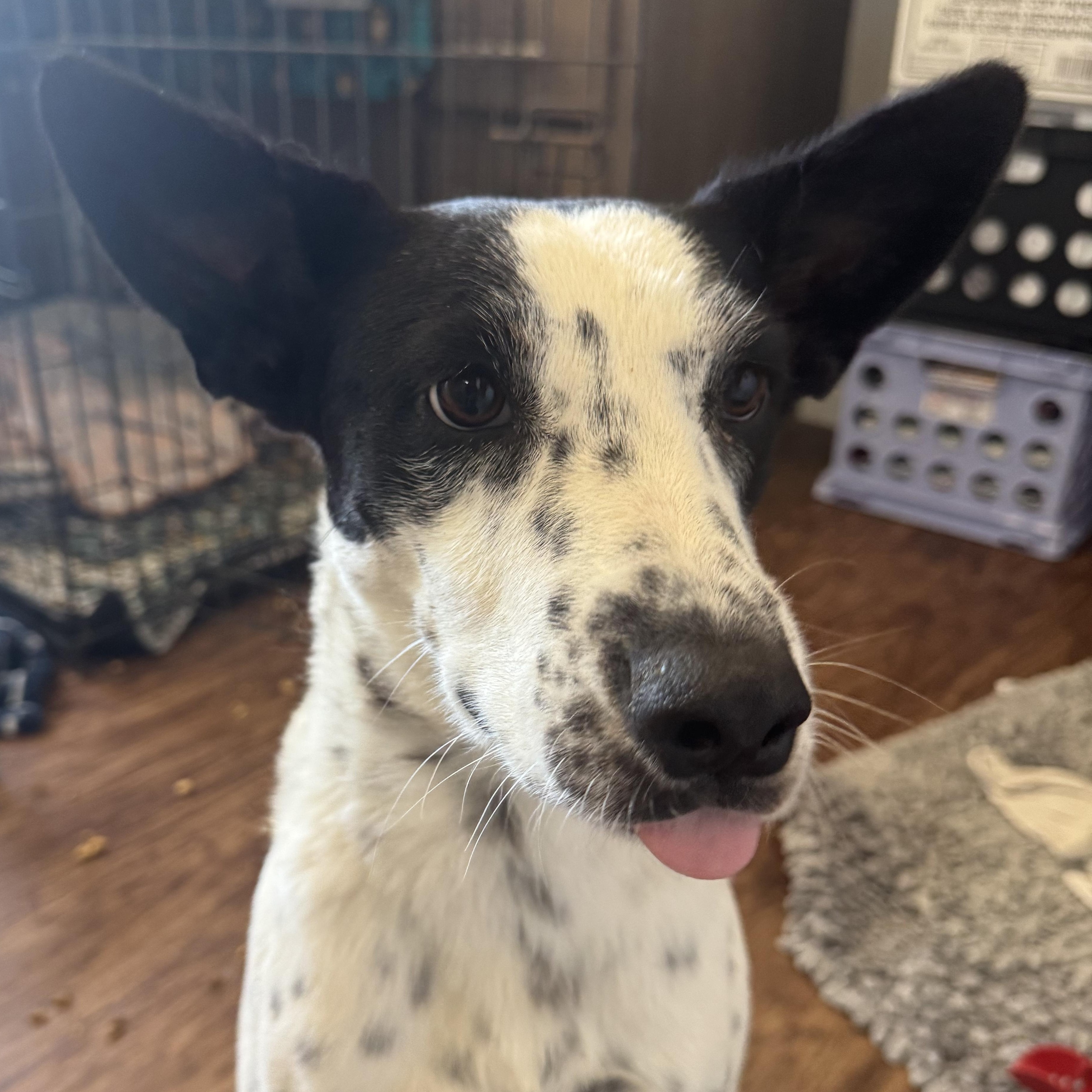 Enlarge Penelope, a Adoptable mixed breed in Tonopah, AZ image 2/5