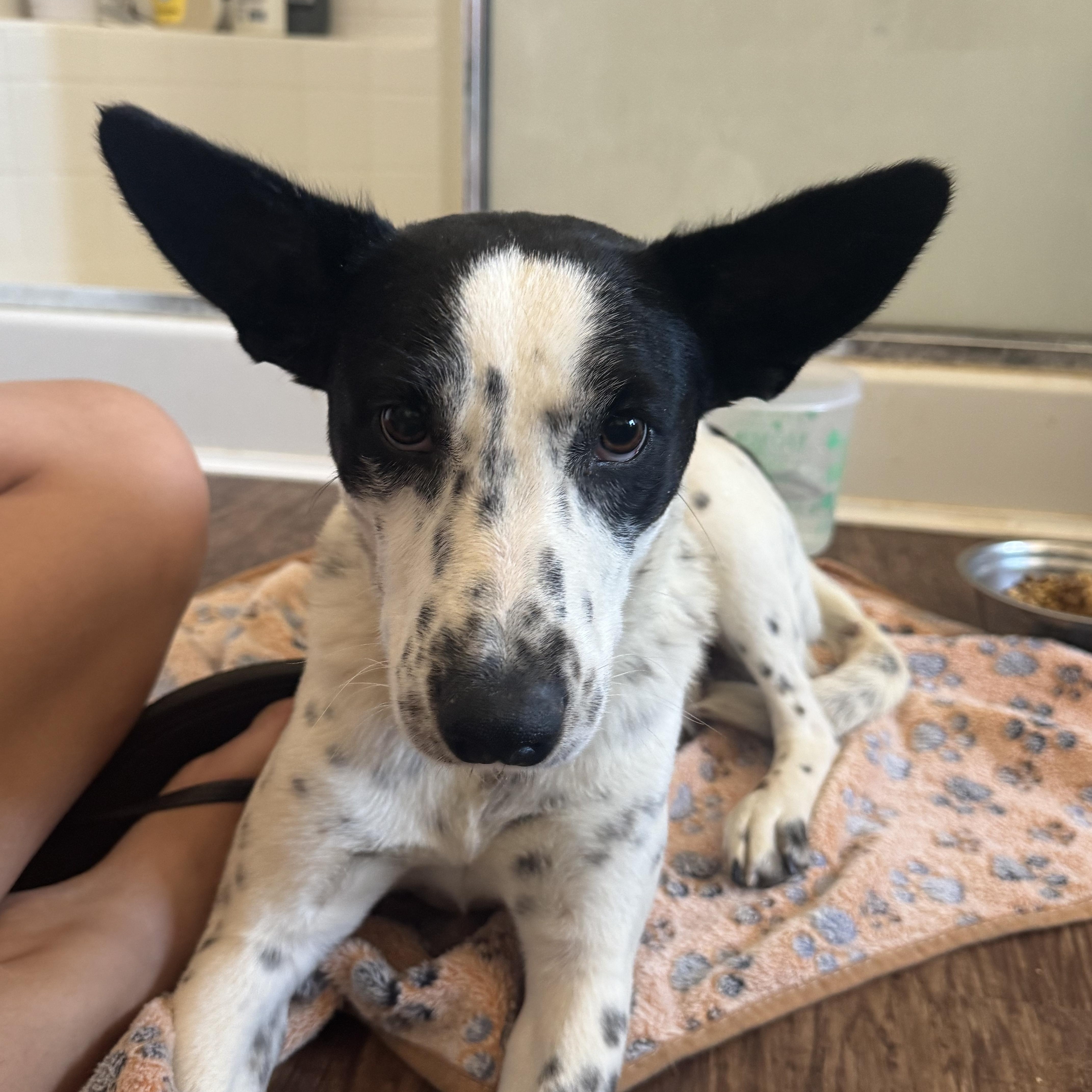 Enlarge Penelope, a Adoptable mixed breed in Tonopah, AZ image 3/5