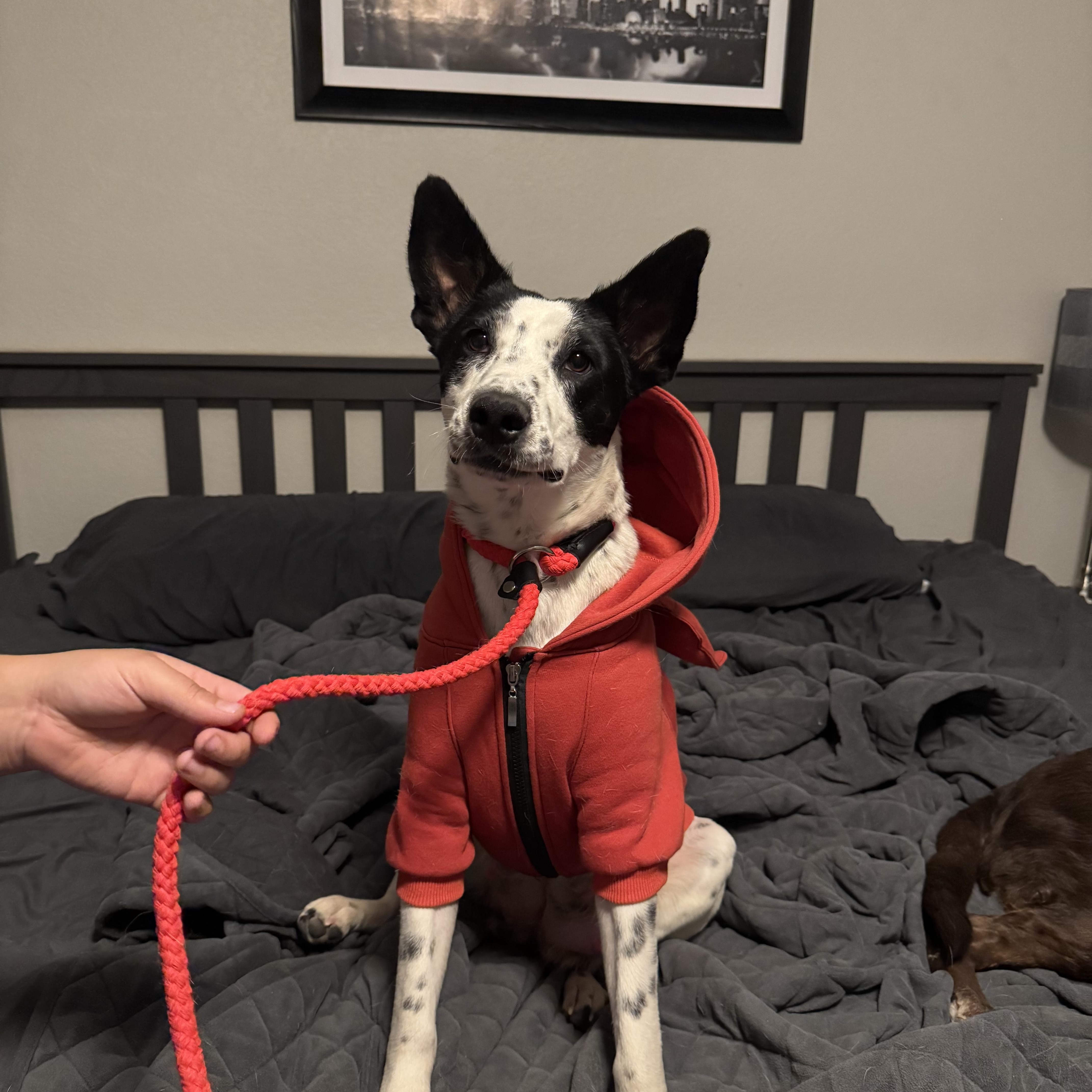 Enlarge Penelope, a Adoptable mixed breed in Tonopah, AZ image 4/5