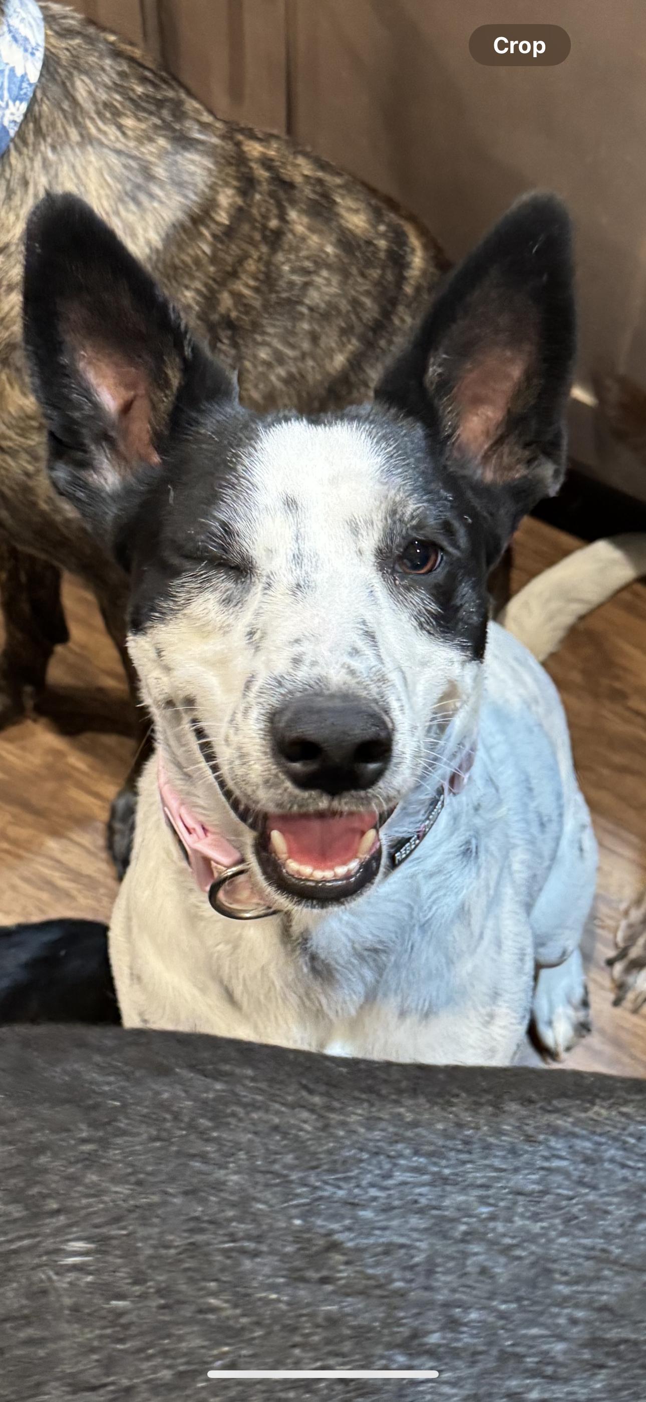Enlarge Penelope, a Adoptable mixed breed in Tonopah, AZ image 5/5