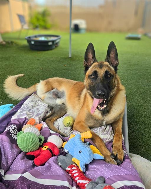 Enlarge DOM, a Adoptable Belgian Shepherd / Malinois in Chula Vista, CA image 1/1
