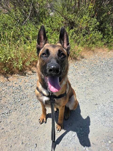 DOM, Adoptable, Young Male Belgian Shepherd / Malinois.
